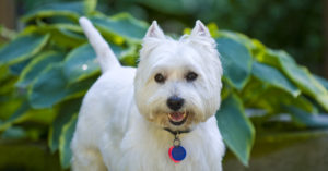 Slide1Westie