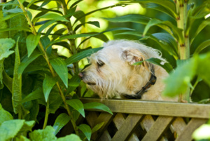 Dog1