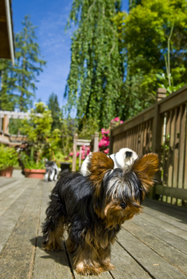 Dog12