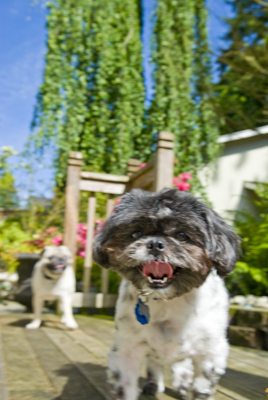 Dog13