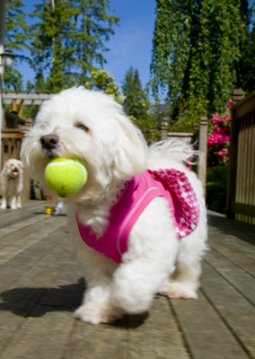 Dog15