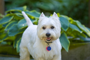 Dog4