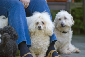 Dog6