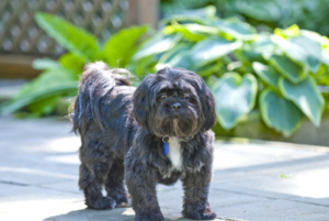 Dog7