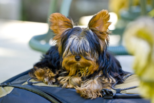 Dog8