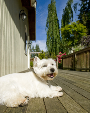 Dog9