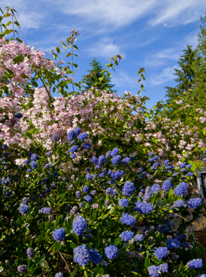 Flowers3