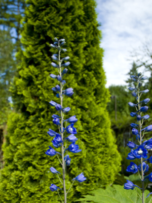 Lupine